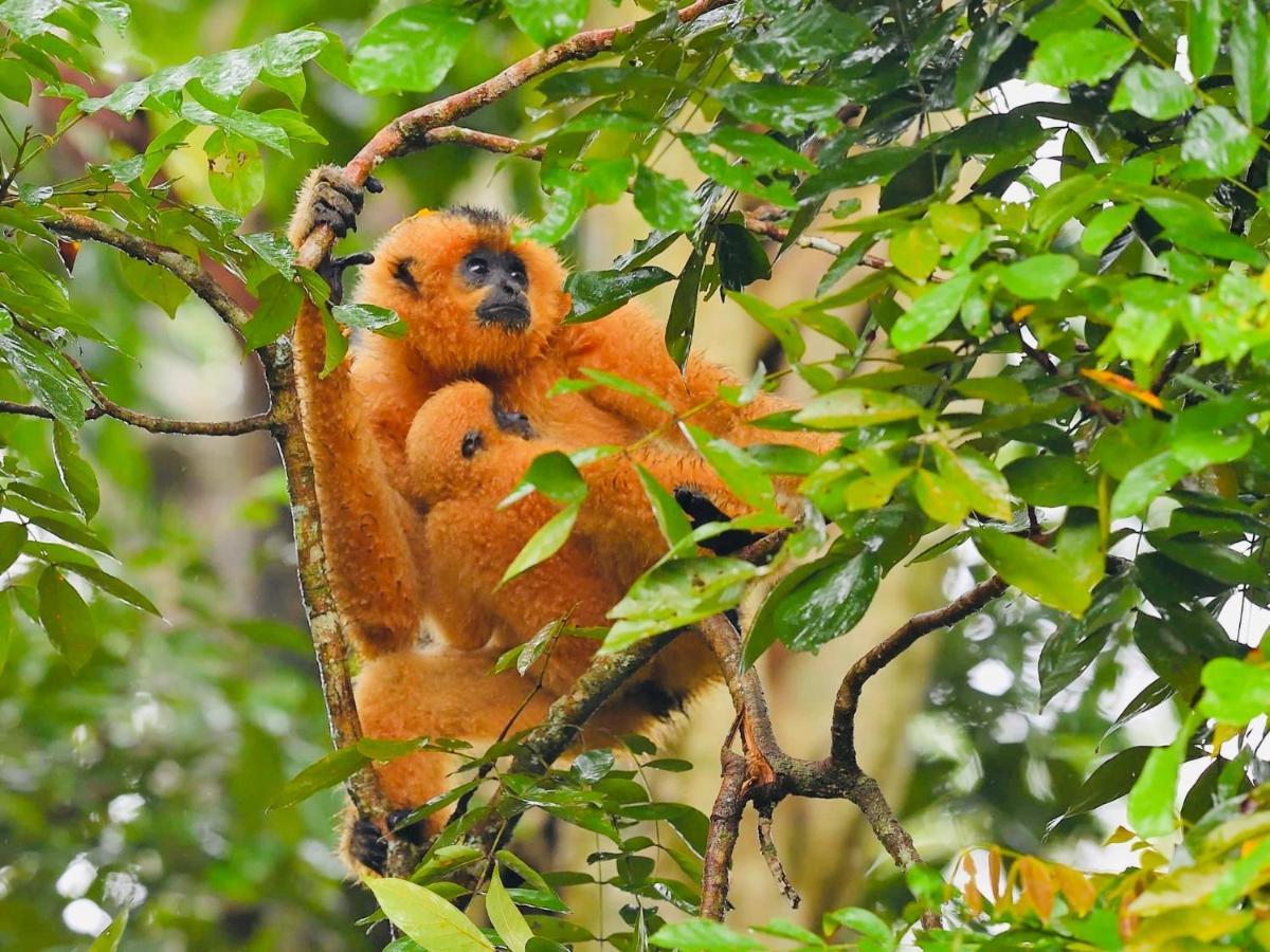 Gibbon Singing Home Stay Quan Tom المظهر الخارجي الصورة